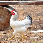 Chicken Chicken - Ducklips Photography