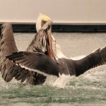 Birds Fighting Over Food